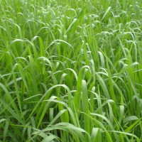 PANICUM MAXIMUM CV ARUANA