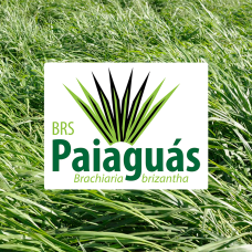 BRACHIARIA BRIZANTHA CV BRS PAIAGUÁS