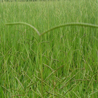 BRACHIARIA HUMIDICOLA CV LLANERO