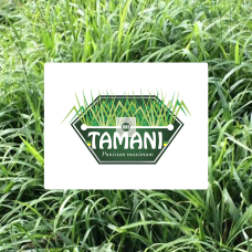 PANICUM MAXIMIUM CV. BRS TAMANI