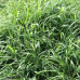 PANICUM MAXIMIUM CV. BRS TAMANI