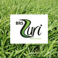 PANICUM MAXIMUM CV. BRS ZURI