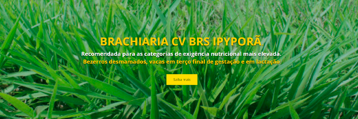 BRACHIARIA CV BRS IPYPORÃ