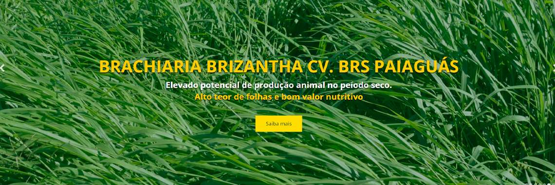 BRACHIARIA BRIZANTHA CV BRS PAIAGUÁS