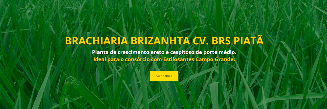 BRACHIARIA BRIZANTHA CV. BRS PIATÃ