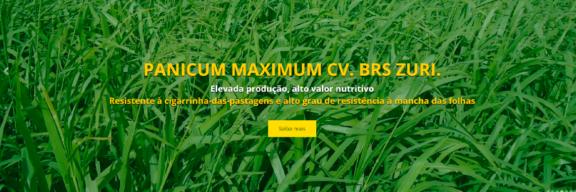 PANICUM MAXIMUM CV. BRS ZURI